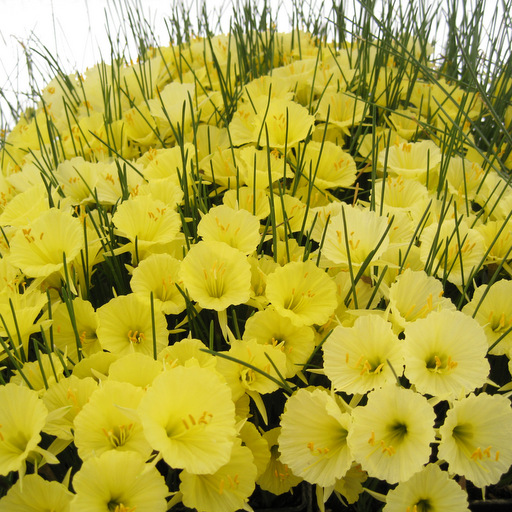 Narcissus bulbocodium tenuifolius